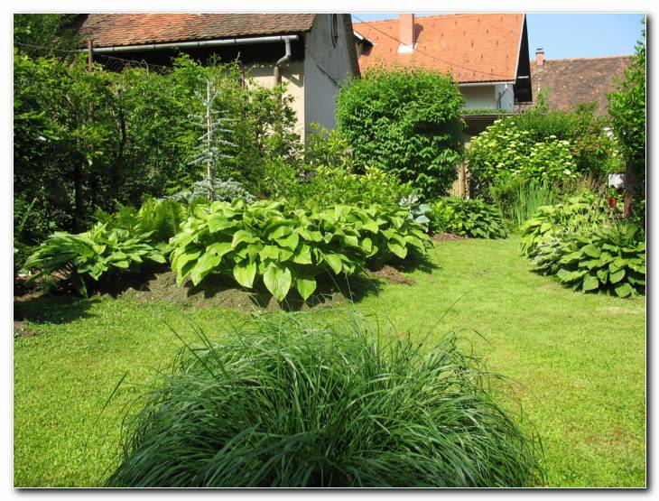 Del vrta s hostami v ozadju