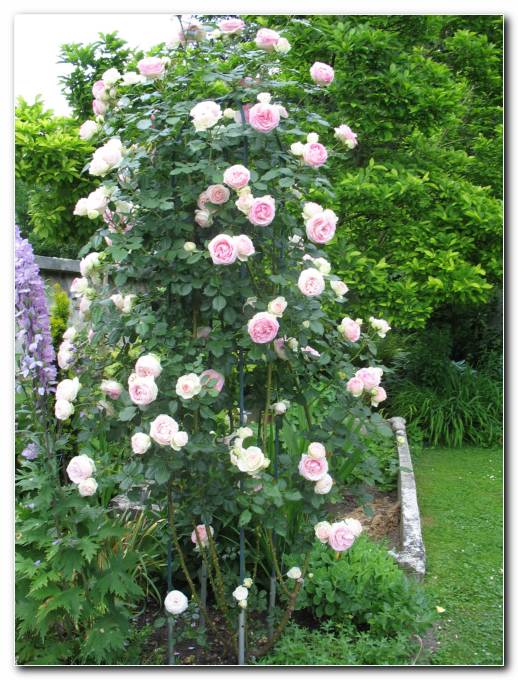 Ta vrtnica je markantna popenjalka