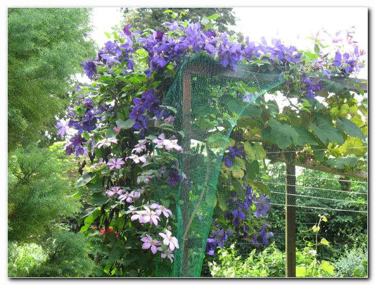 Simpati�na skupina klematisov