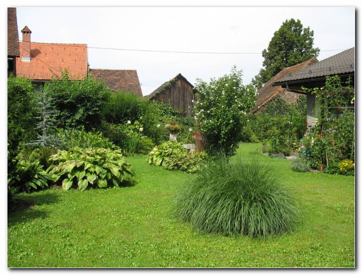 Penisetum (perjanka) pred cvetenjem