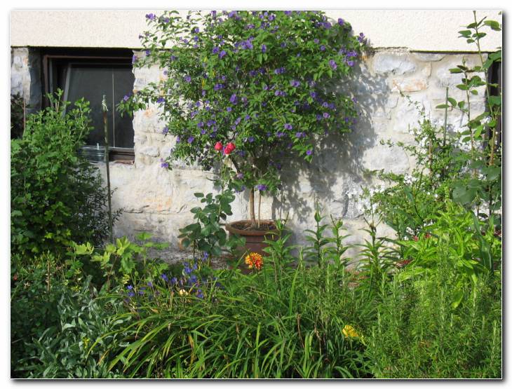 Kapska svin�nica (Plumbago)