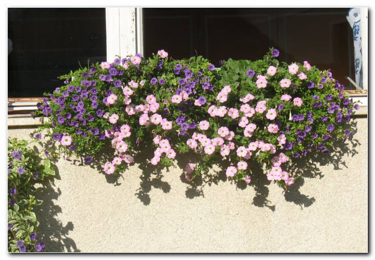 Petunije in sorodni milijon zvon�ki