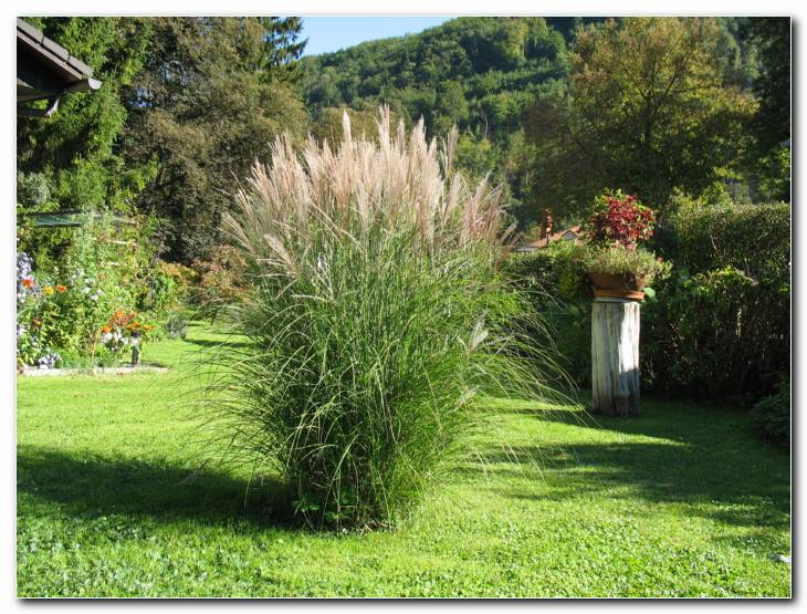 Miscantus sinensis 'Silber Spinne'