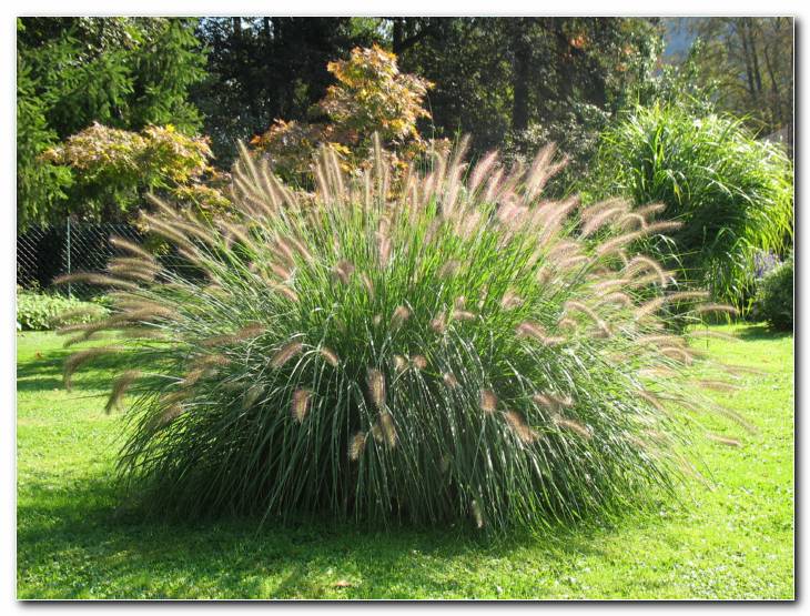 Penisetum (perjanka) med cvetenjem