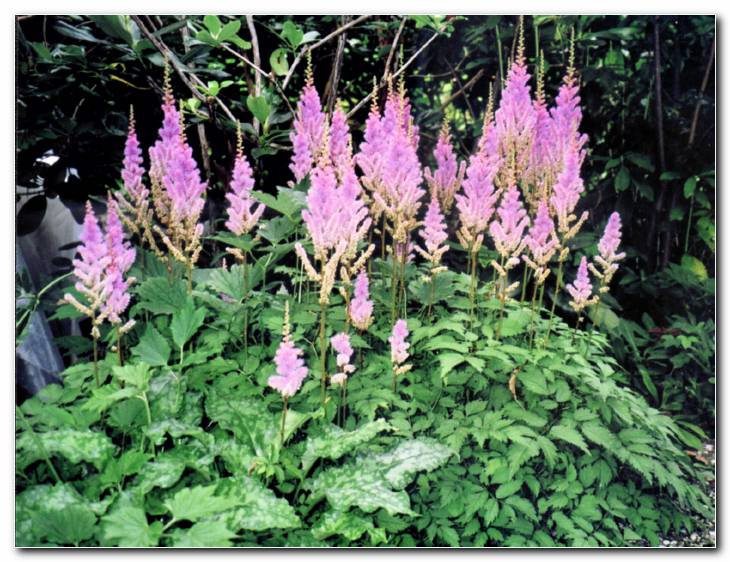 Astilbe