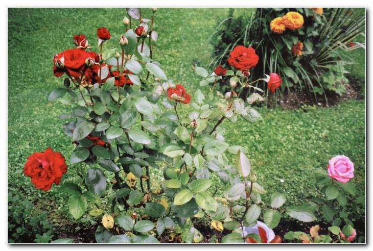 Vrtnice 'Greta Garbo' vedno bogato cveti