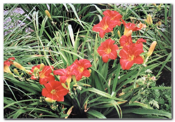 Maslenice (Hemerocallis)