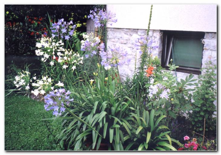 Modre lilije (Agapanthus)