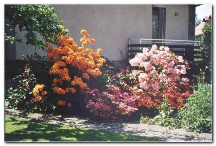 Bogato cvetenje azalej