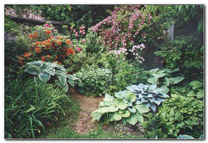 Skupina host in cveto�ih grmovnic