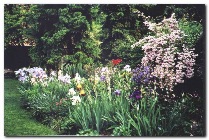 Skupina bradatih petunij