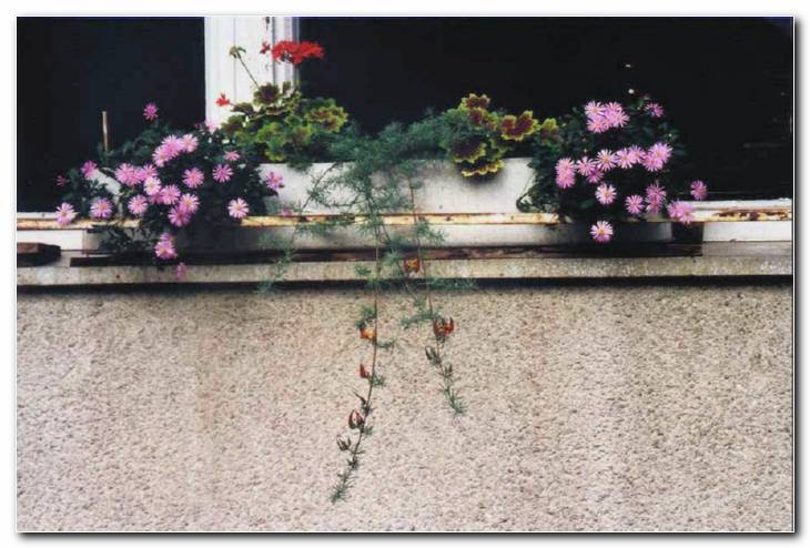 Zgodnje pomladanski okenski okras