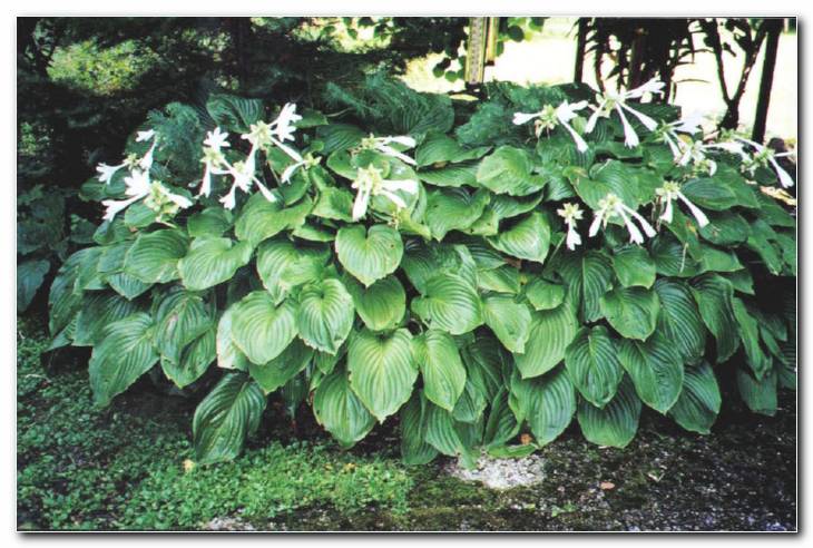 Hosta plantaginea