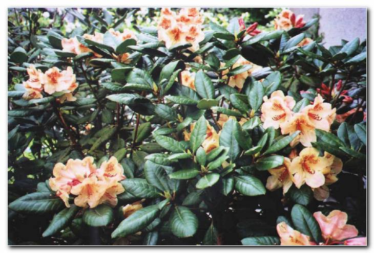 Rhododendron 'Whiskey'