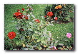 Kliknite za pove�avo slike