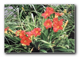 Kliknite za pove�avo slike