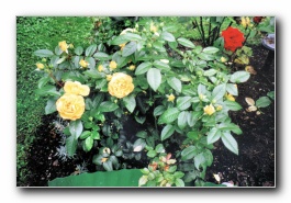 Kliknite za pove�avo slike