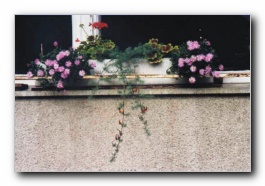 Kliknite za pove�avo slike