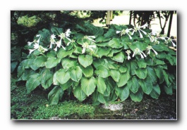 Kliknite za pove�avo slike