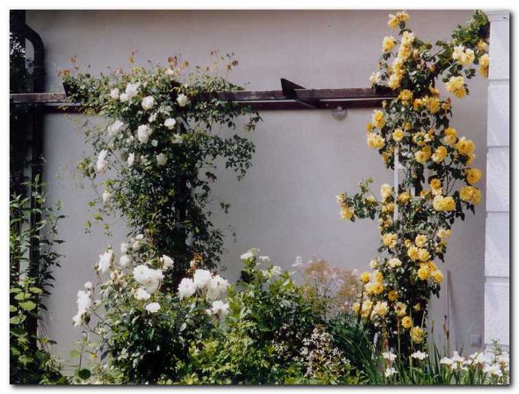 Vrtnici  'Mme Alfred Carriere' in<br>'Golden Showers') v bujnem cvetju.