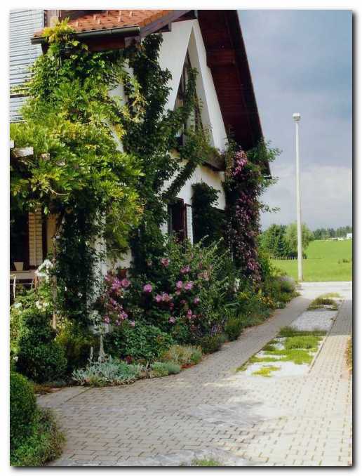 Timijanova pot, po pro�elju se vzpenjajo glicinija,<br>marelica ter prekrasna vrtnica 'Veilchenblau