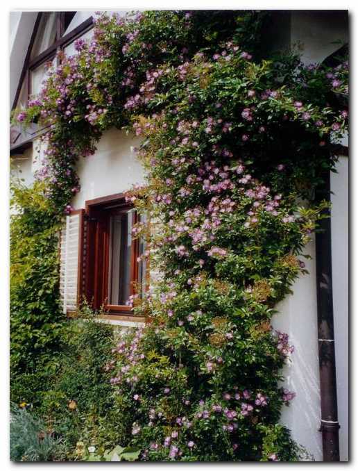 Vrtnica  'Veilchenblau' je kakor cveto�<br>slap; velja za najbolj modro vrtnico.