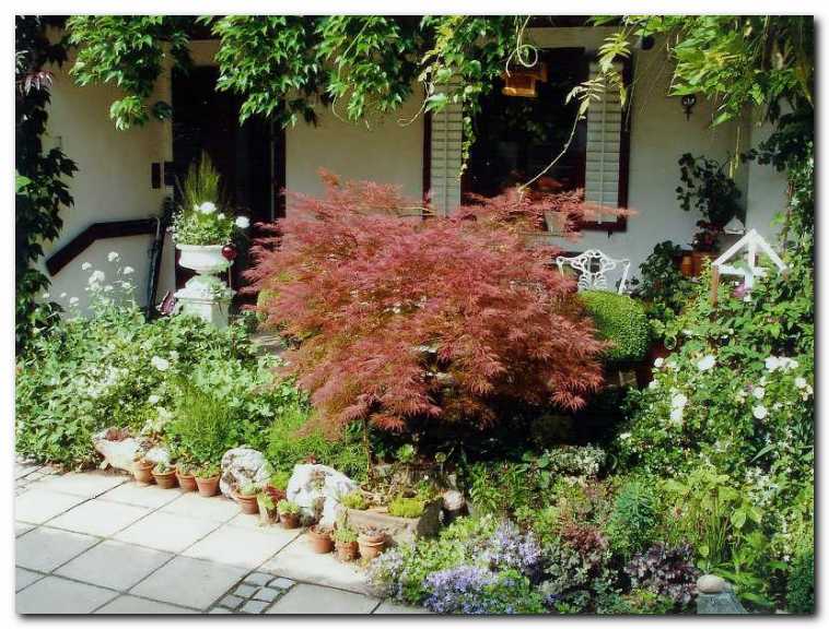 Pogled s kuhinjskega okna na japonski<br>pahlja�asti javor in vrtnico (R.'Schneeflocke').