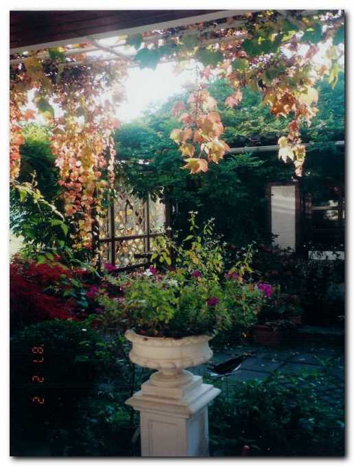 Zgoraj jesensko obarvano listje okrasne trte,<br>pod njo kamnita posoda s cvetjem.