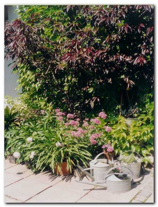 Ob pro�elju bivalnega vrta se bohoti<br> nenavadna rde�elistna breskev 'Burgund'.