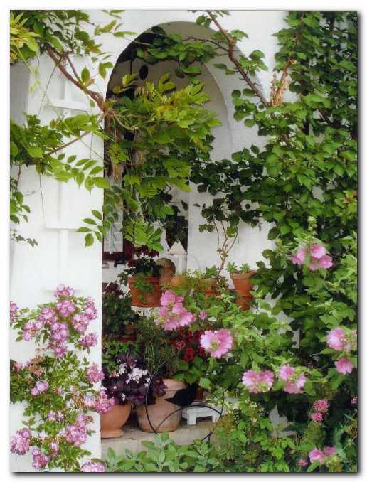 Levo krasi obok vrtnica  'Veilchenblau'),<br> desno grmi�asti oslez.