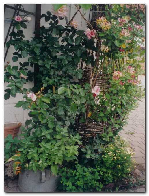 Vzpenjalki vrtnica  'Compassion' in kova�nik<br>'Serotina', ki se po vonju odli�no ujemata. 