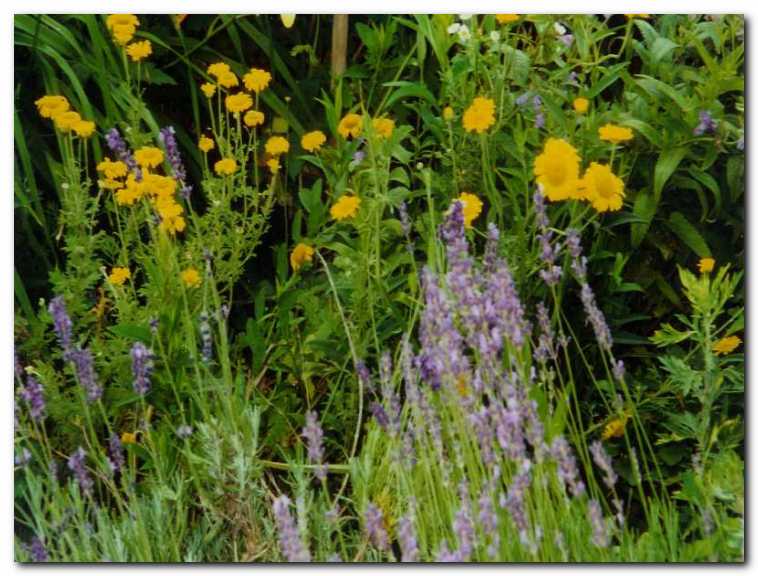 Rumeno cvetje barvilne kamilice<br>umirja modra barva sivke.