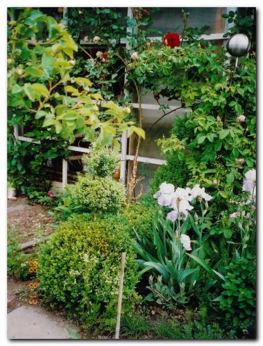 Bela florentinska perunika z ne�nimi<br>modrimi lisami, v ozadju vrtnica  'Sympathie'.