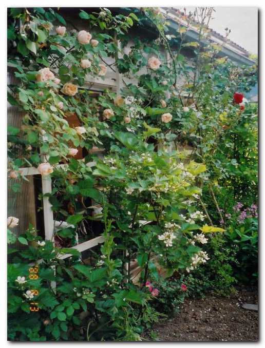 Po steni rastlinjaka se vzpenja vrtnica<br>'Glorie de Dijon  in s cveto�a robida. 