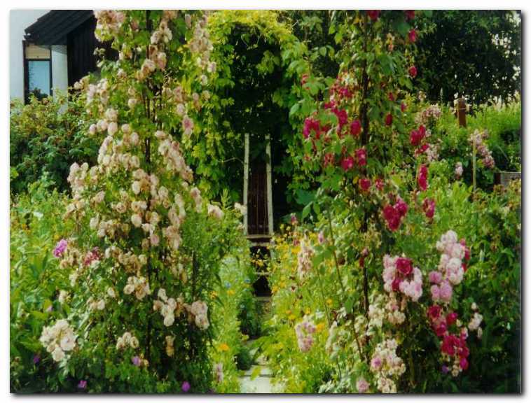 Toliko cveto�ih vrtnic je v zelenjavnem vrtu,<br>da bi mu lahko rekli tudi rozarij.