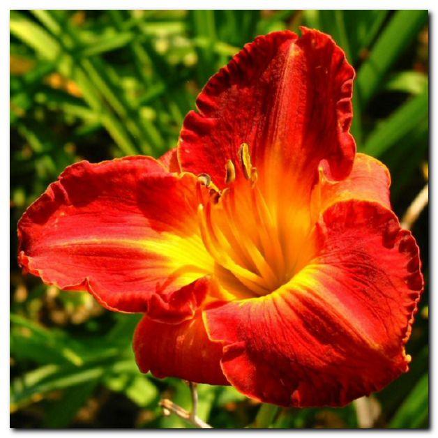 Juno043