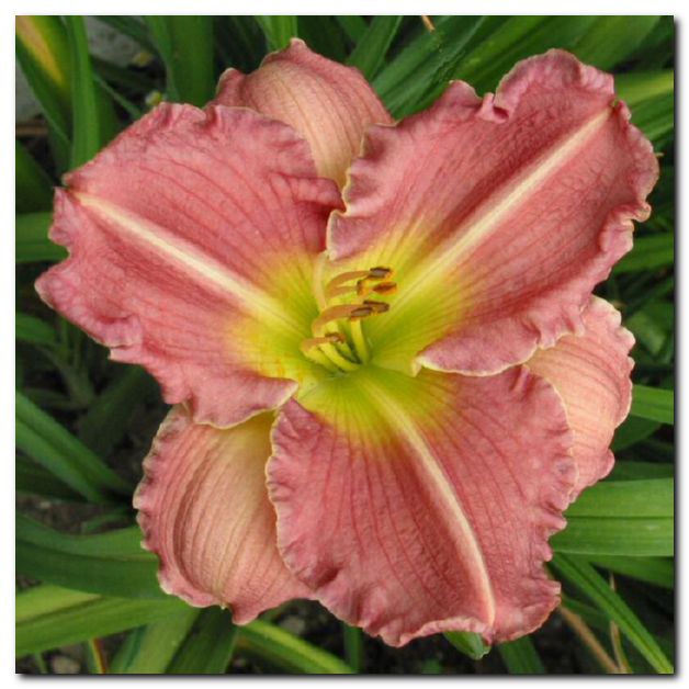 Juno Pink