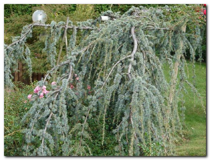 Prekrasna pobe�ava cedra