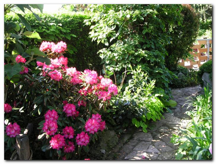 Spredaj cveto�a azaleja,<br>zadaj plezajo�a hortenzija