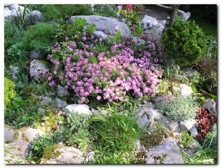 Okrasni vol�in (Daphne)