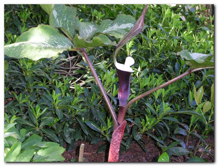 Arisaema sikokianum<br>ima nenavaden cvet