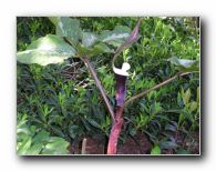 Kliknite za pove�avo slike