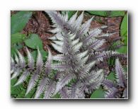 Kliknite za pove�avo slike