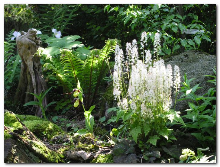 Bujno cveto�a tiarela,<br>levo lepi �eveljc