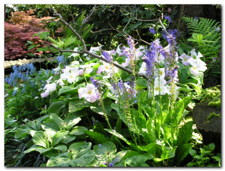 Vulfenija in trolist (trilium)