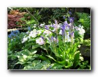 Kliknite za pove�avo slike