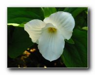 Kliknite za pove�avo slike