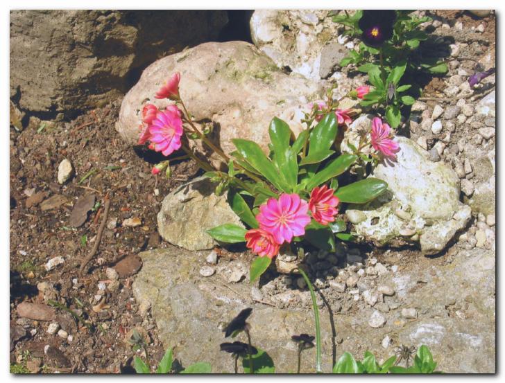 Detajl iz skalnjaka<br>Lewisia cotyledon