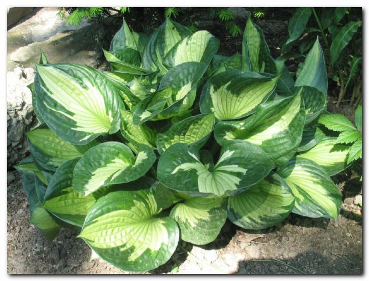 Hosta 'Whirlwind' z ne�nimi,<br>sr�asto- pisanimi listi