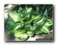 Kliknite za pove�avo slike